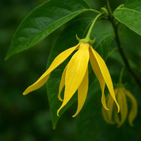 Ylang Ylang aceite esencial, frasco de vidrio transparente 10 ml, aroma floral suave - favorece relajación y bienestar.