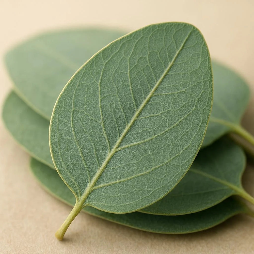 Aceite esencial de eucalipto, frasco de 10 ml con líquido y etiqueta - para apoyo respiratorio y bienestar